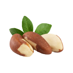 Brazil_Nuts